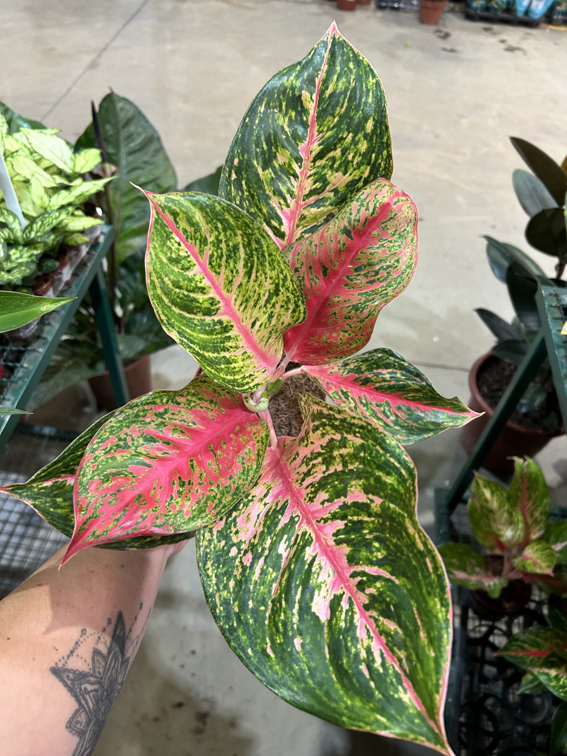Aglaonema Red Emerald P12