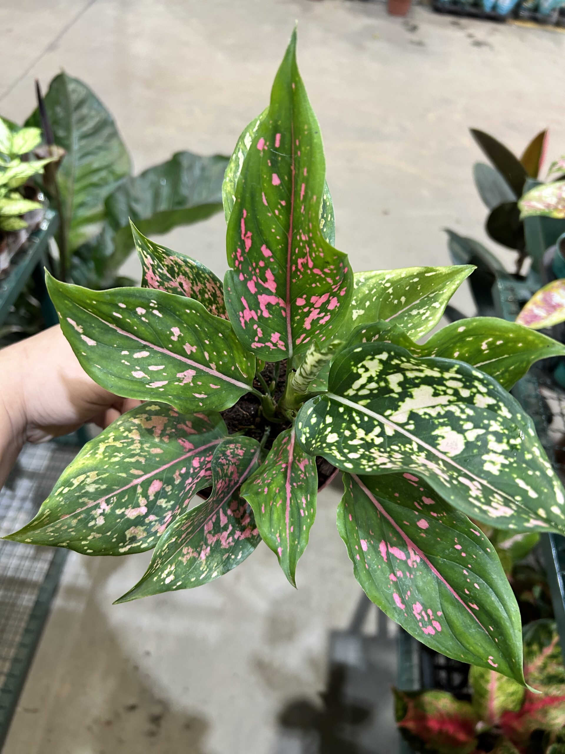 Aglaonema Pink Dalmatian P12
