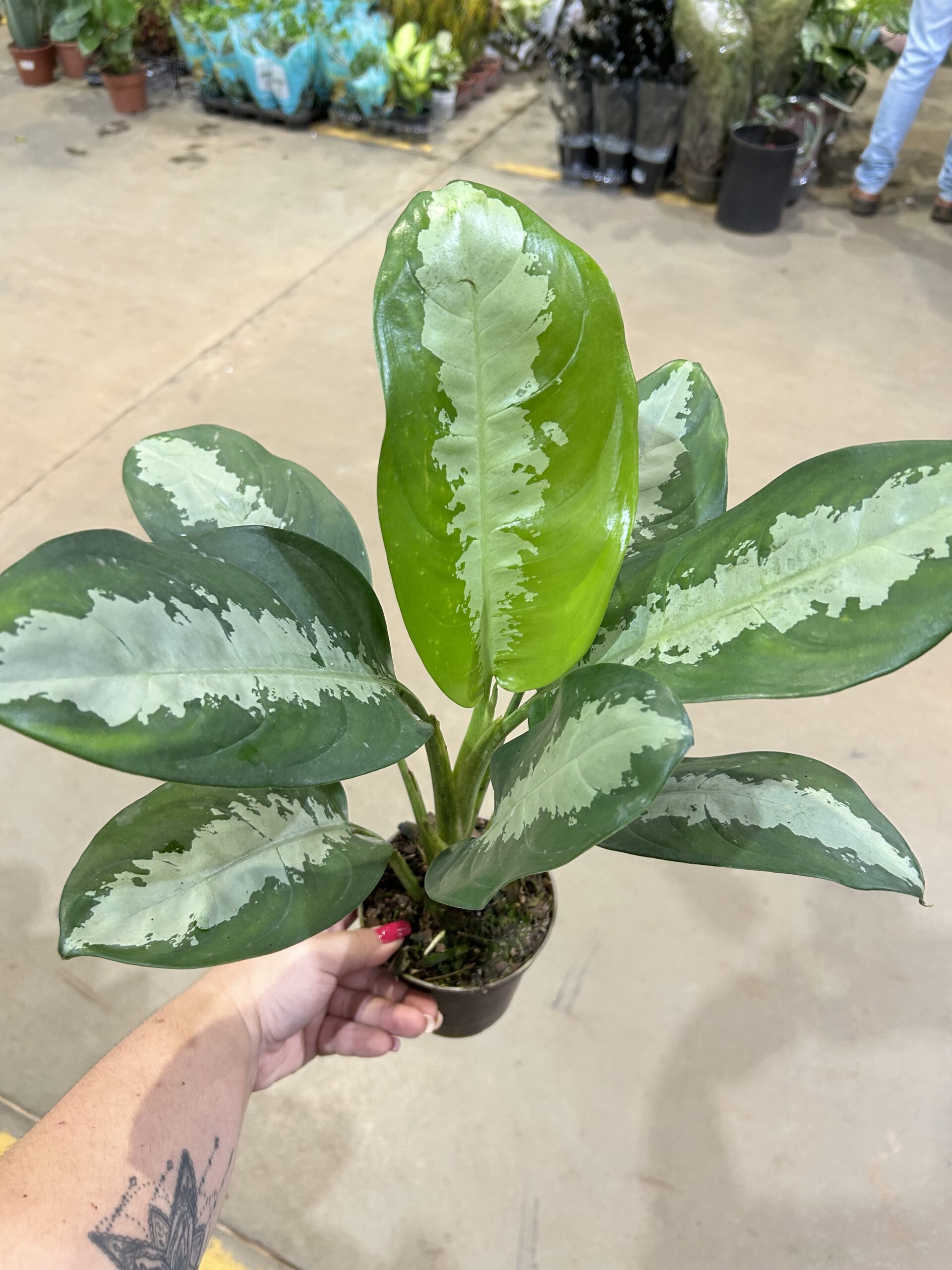 Aglaonema Pataya P12