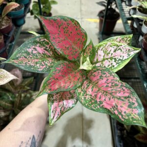 Aglaonema Pink Beauty P12