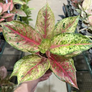 Aglaonema Karat P12