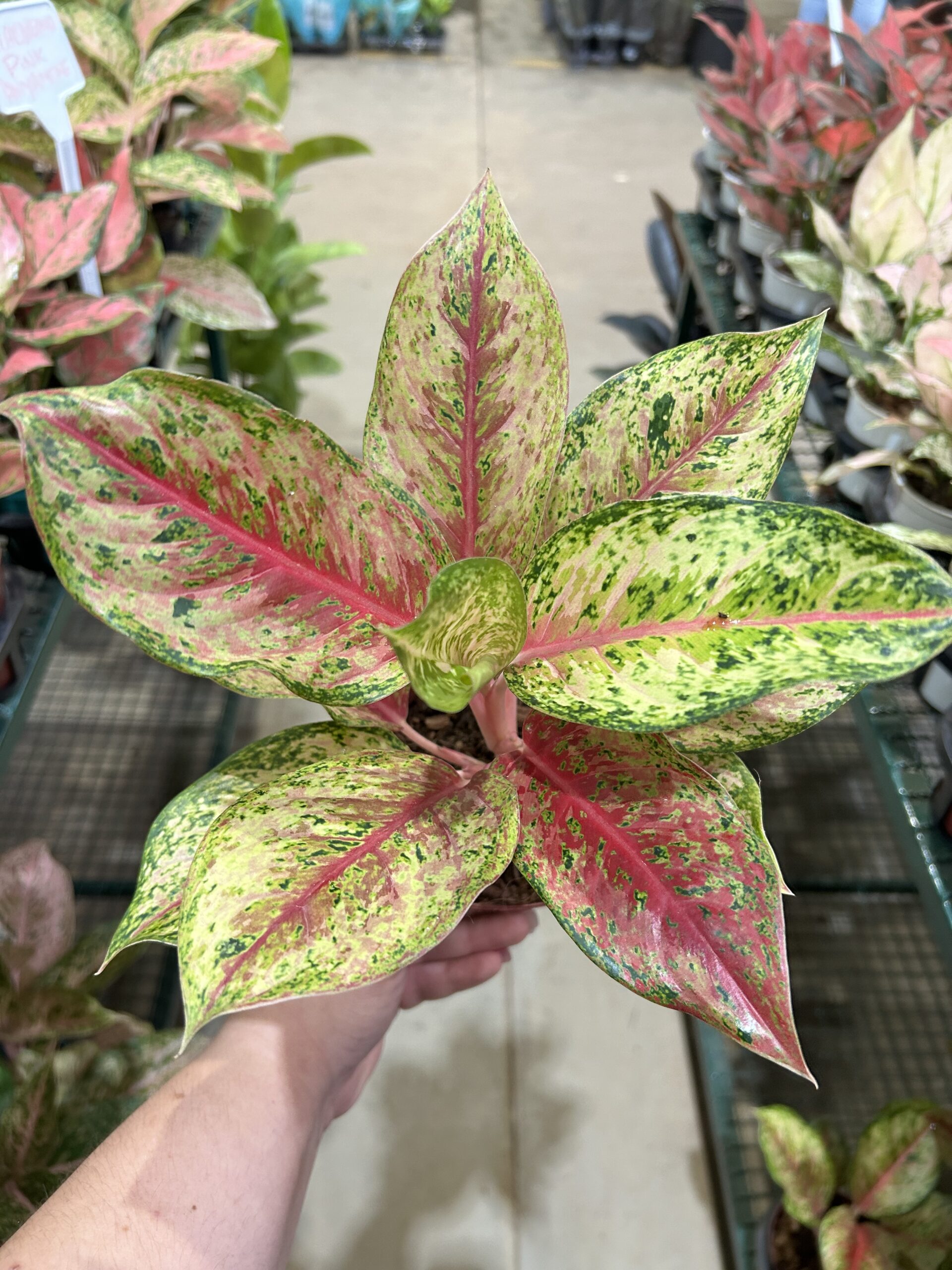 Aglaonema Karat P12