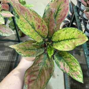 Aglaonema Heng-Heng P12
