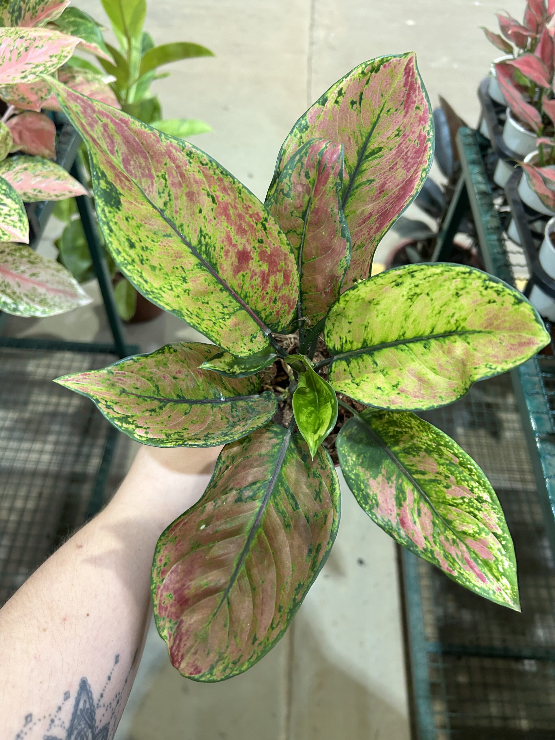 Aglaonema Heng-Heng P12