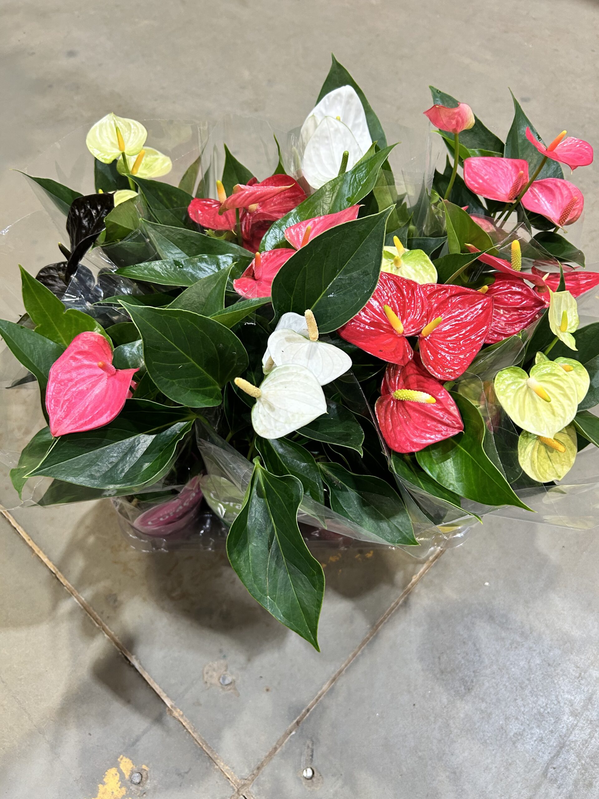 Anthurium Mini Variado P09 (cx)
