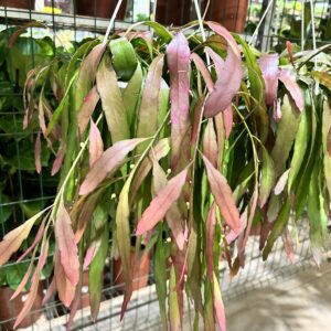 Rhipsalis Ramulosa C18