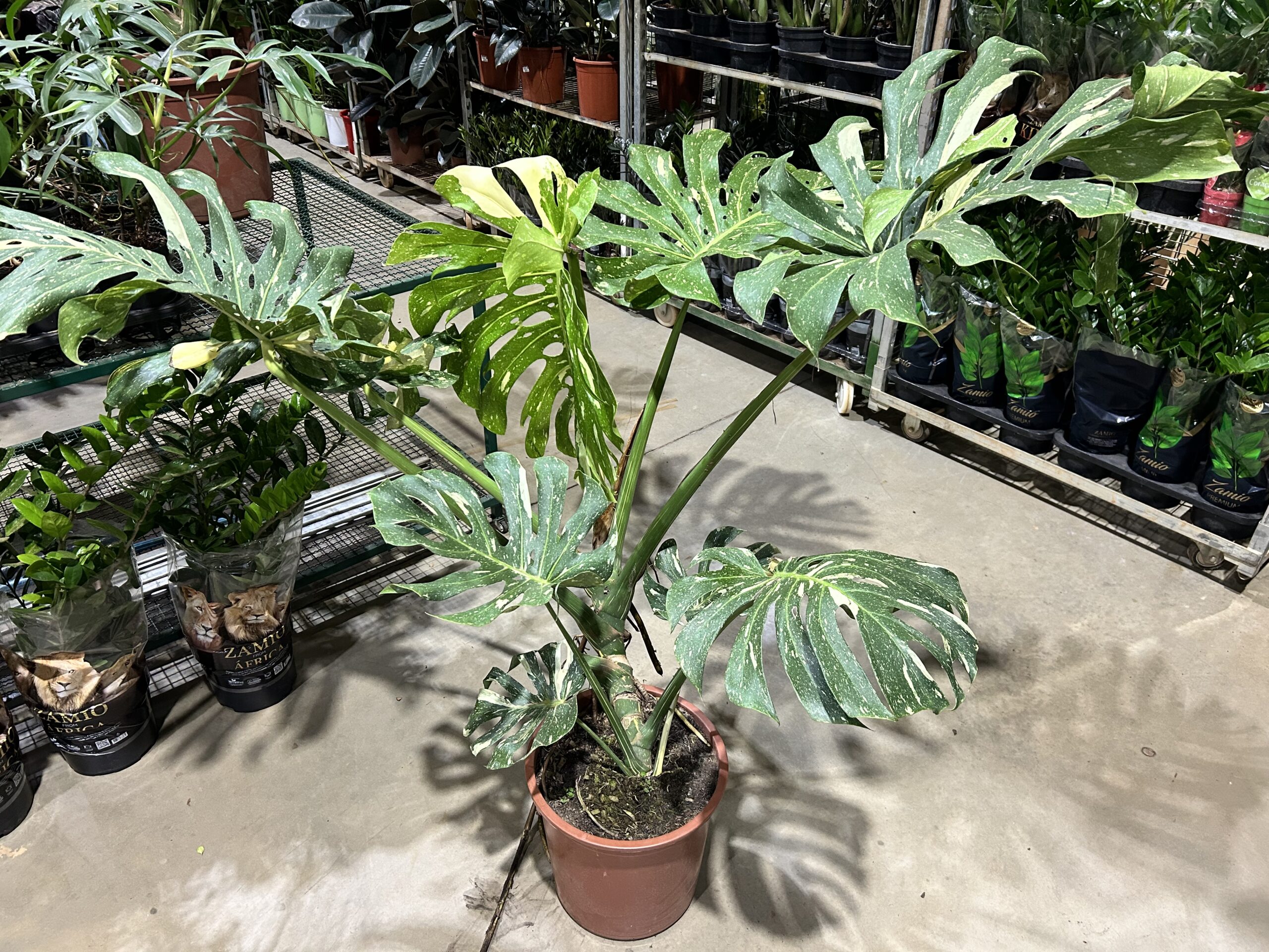 Monstera Thai-Constelation (Variegata) P36