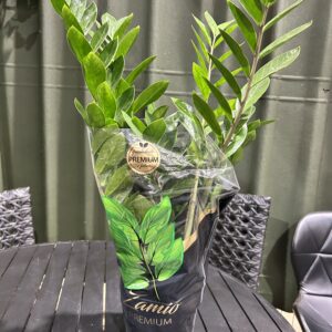 Zamioculca P17 PREMIUM