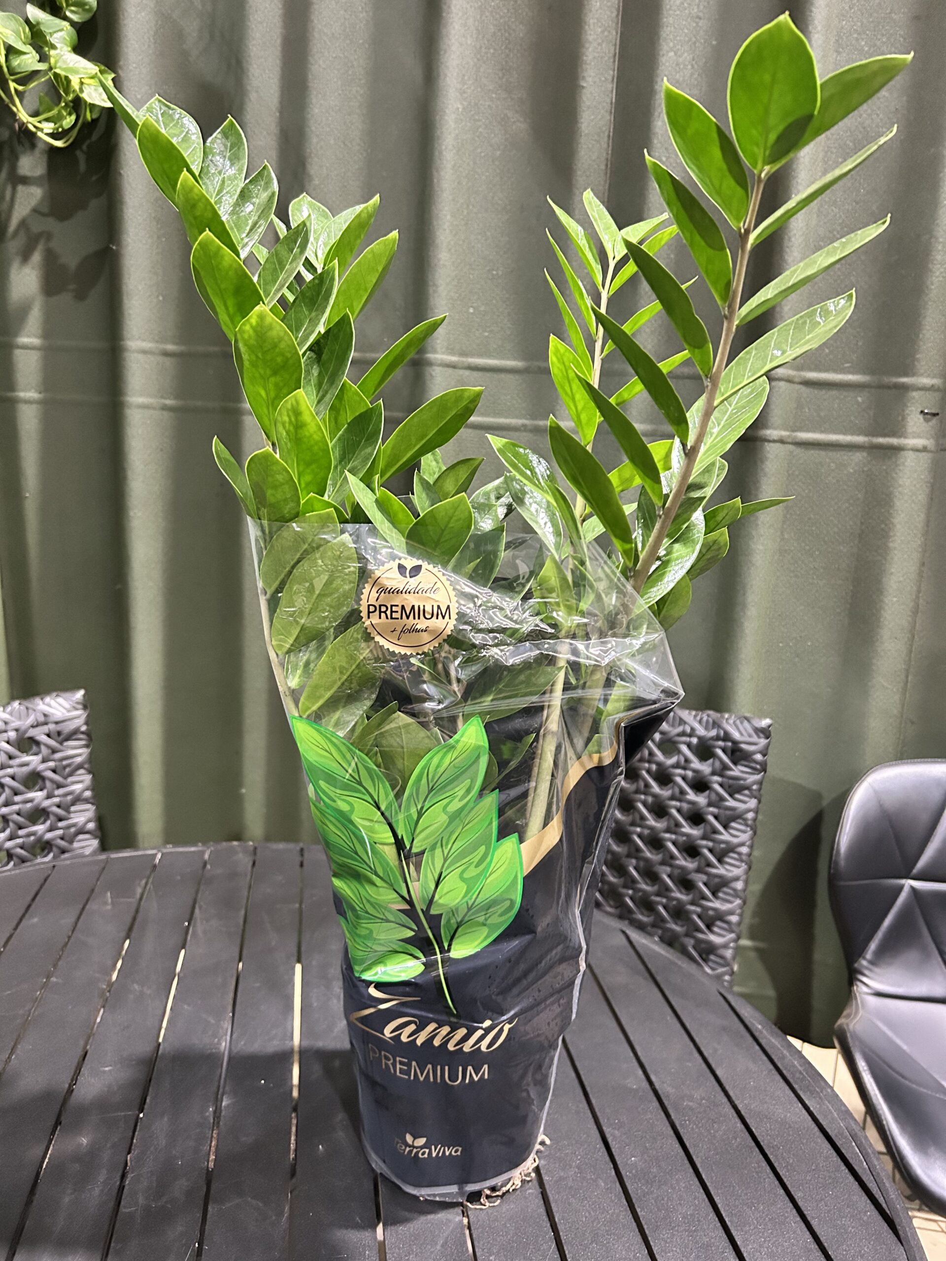 Zamioculca P17 PREMIUM