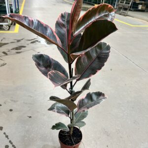 Ficus Elastica Ruby P17
