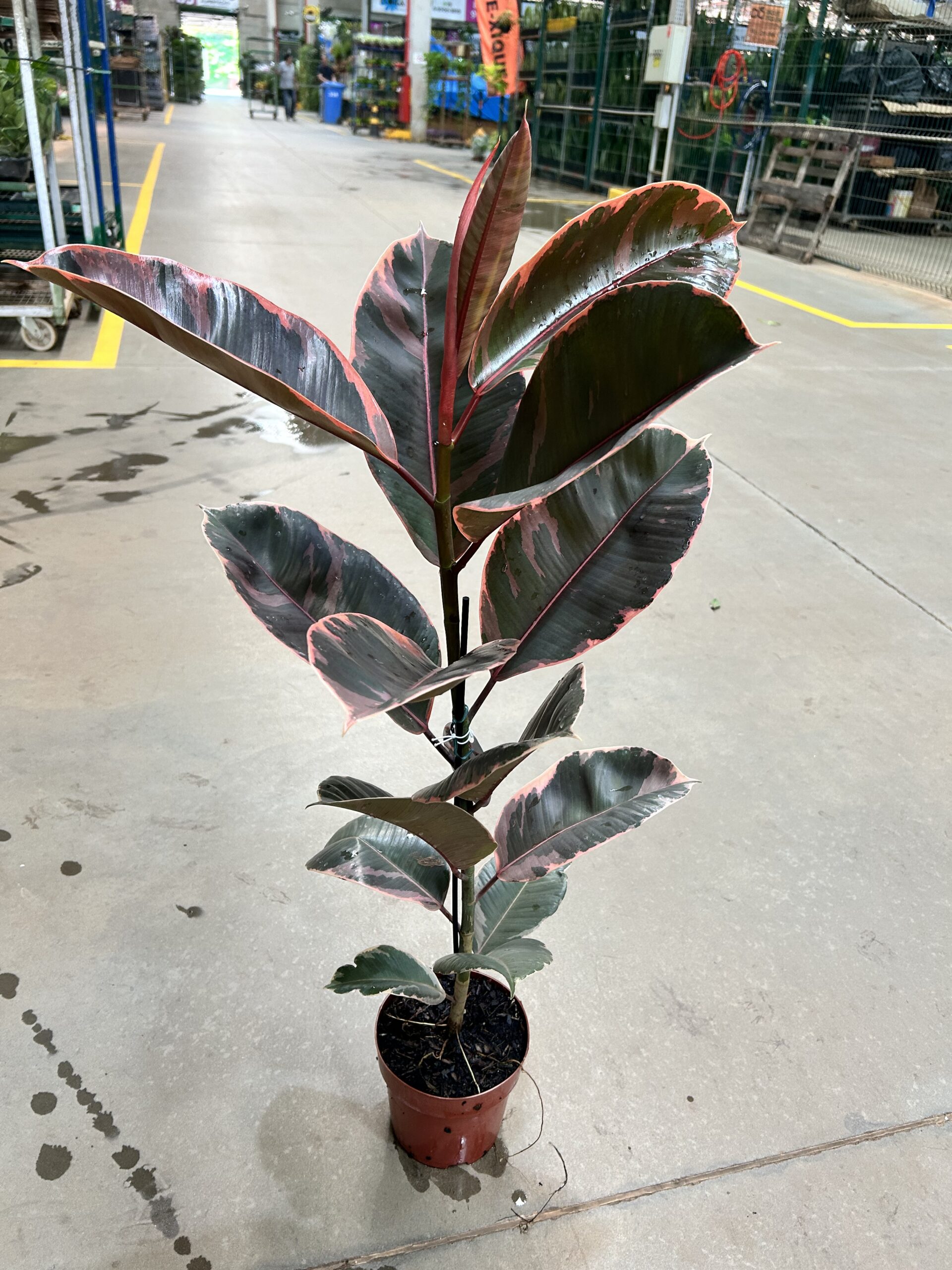 Ficus Elastica Ruby P17