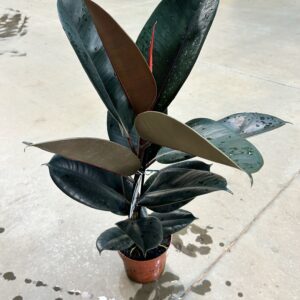 Ficus Elastica Burgundy P17