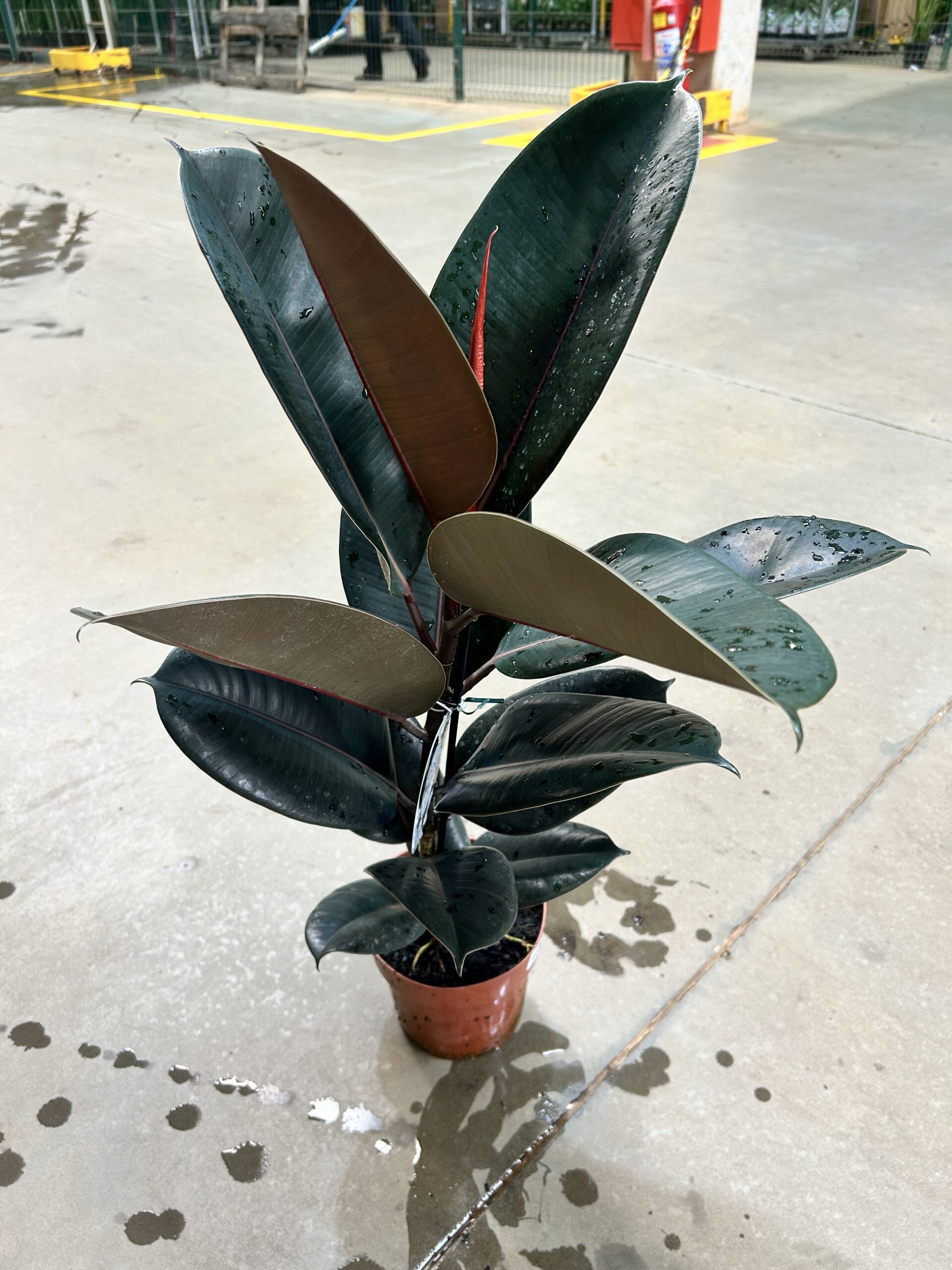 Ficus Elastica Burgundy P17