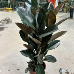 Ficus Elastica Burgundy 3H P24