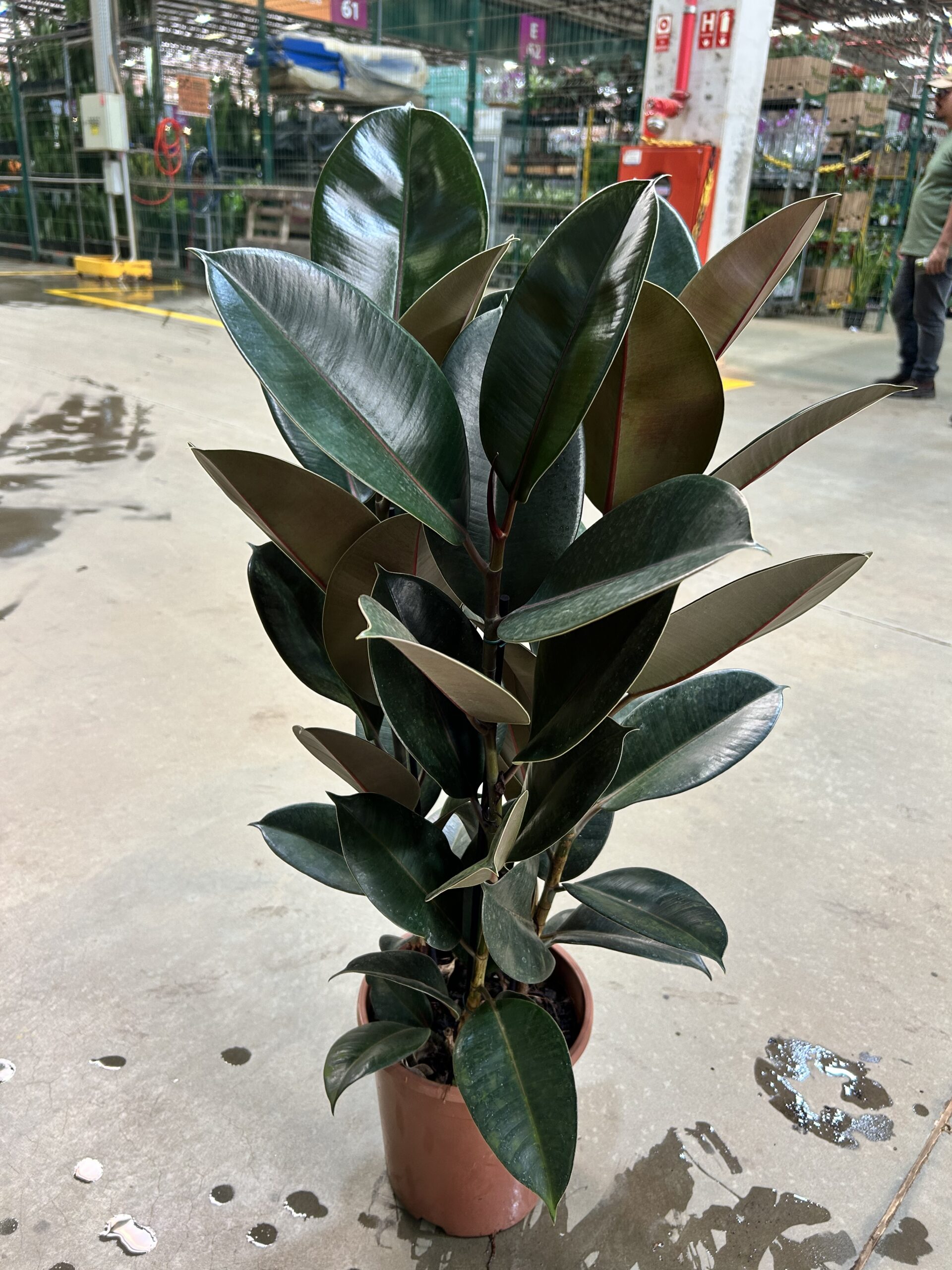 Ficus Elastica Burgundy 3H P24