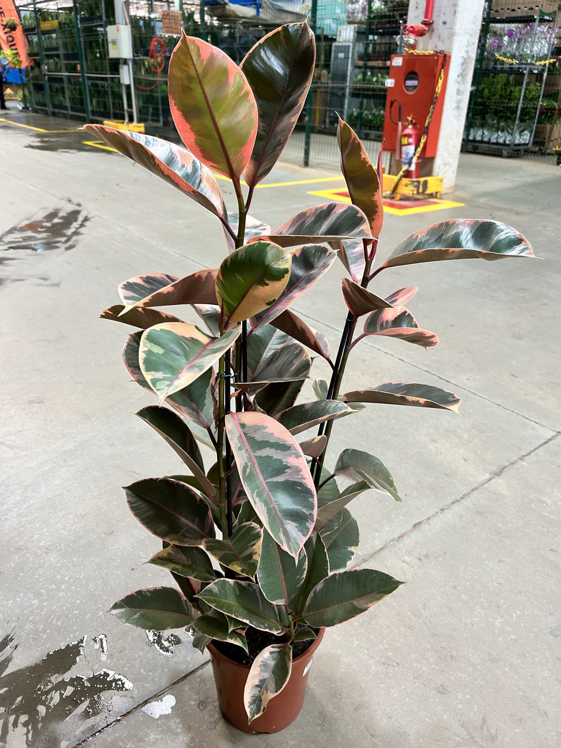 Ficus Elastica Ruby 3H P24