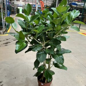 Ficus Audrey P24