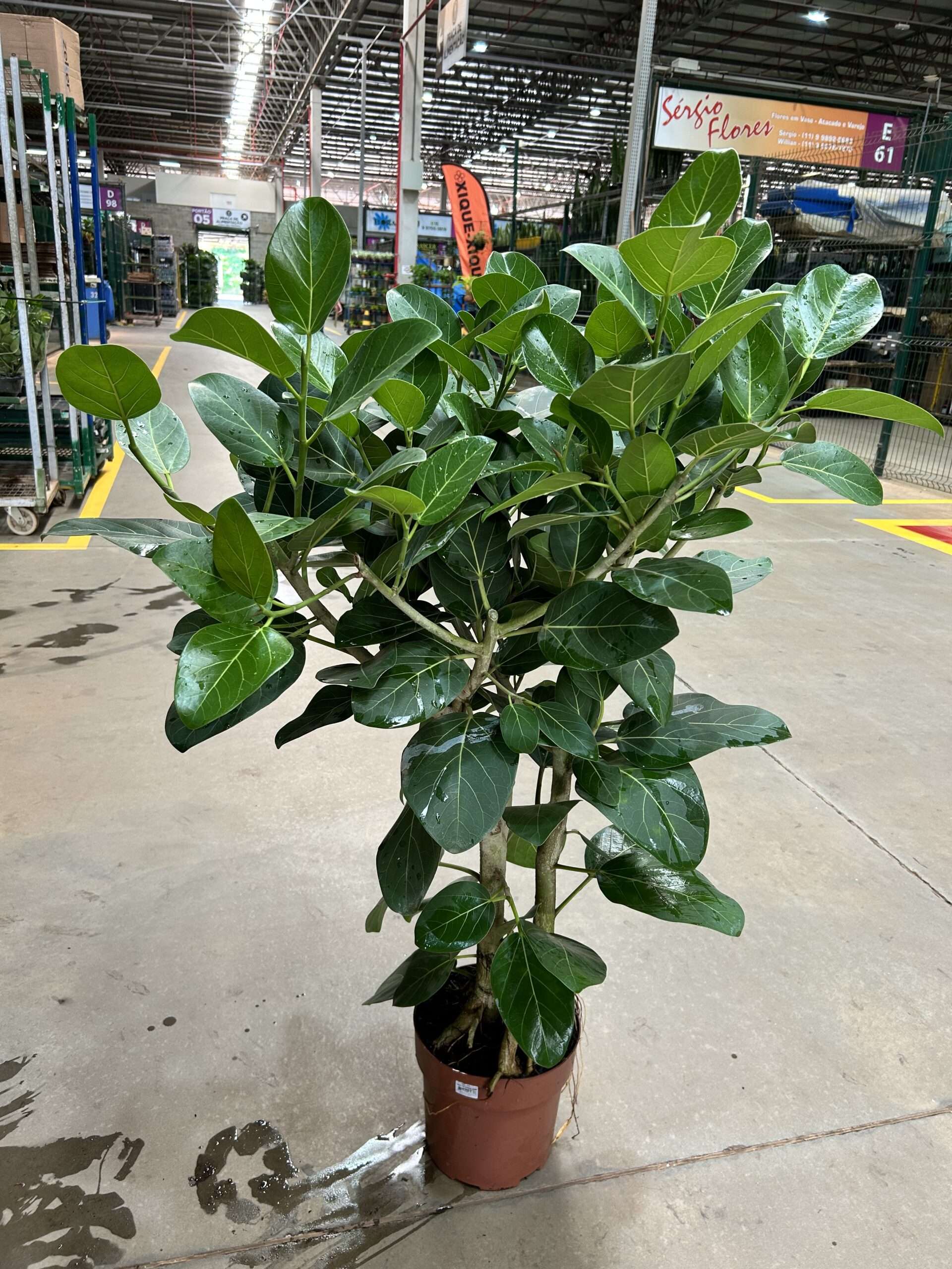 Ficus Audrey P24 Arvore