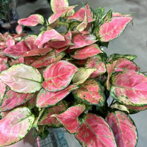 Aglaonema Red Joy P06 (cx c/ 15und)