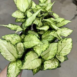 Aglaonema White Joy P06 (cx c/ 15 und)