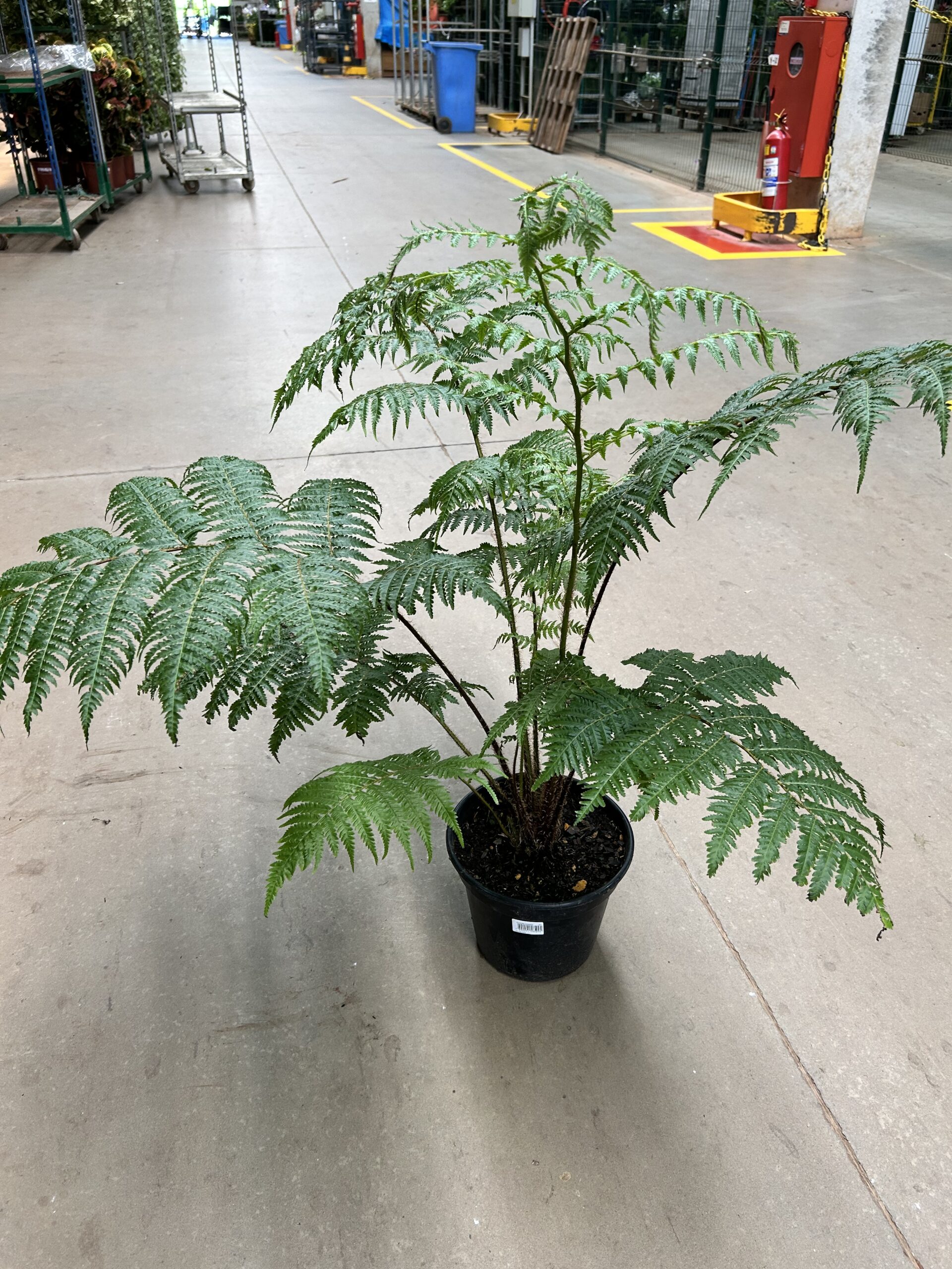 Samambaia Cyathea Cooperi P27
