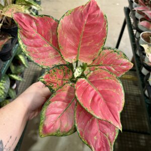 Aglaonema Red Joy P12