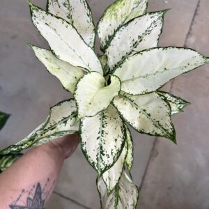 Aglaonema Siam Paragon P12