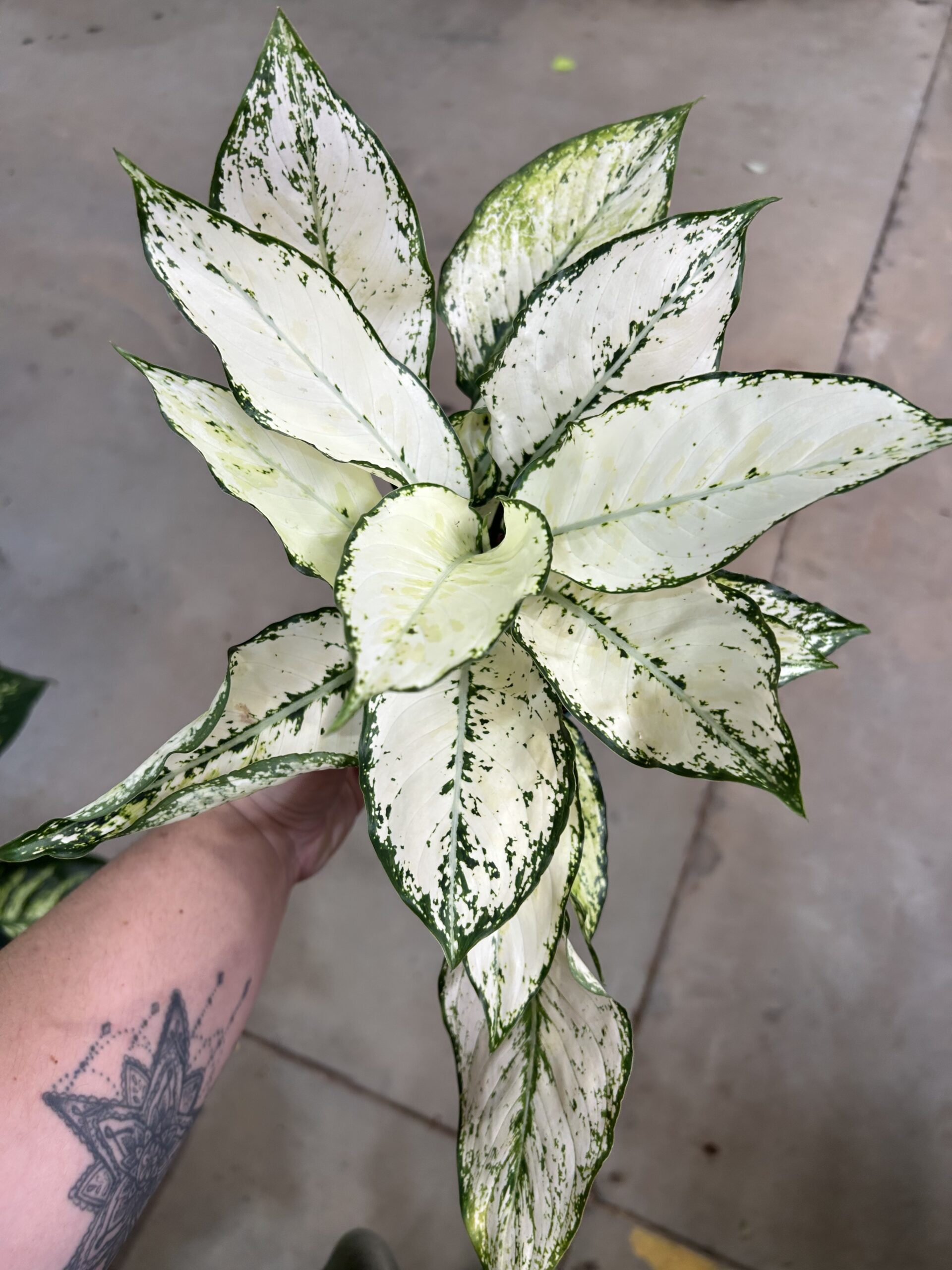 Aglaonema Siam Paragon P12