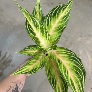 Aglaonema Eye Catcher P12