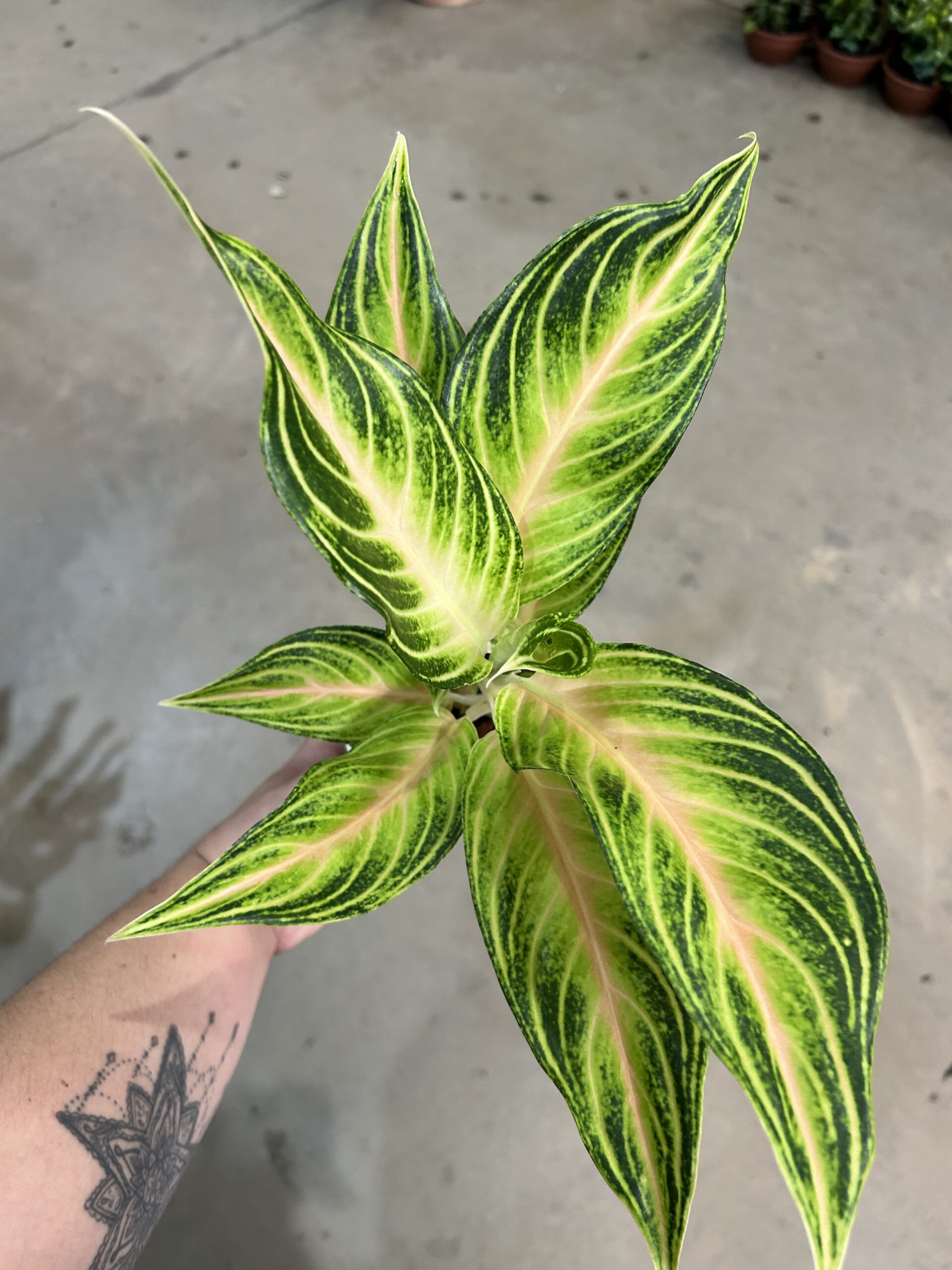 Aglaonema Eye Catcher P12