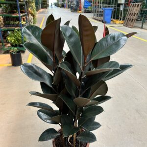 Ficus Elastica Burgundy 4H P30