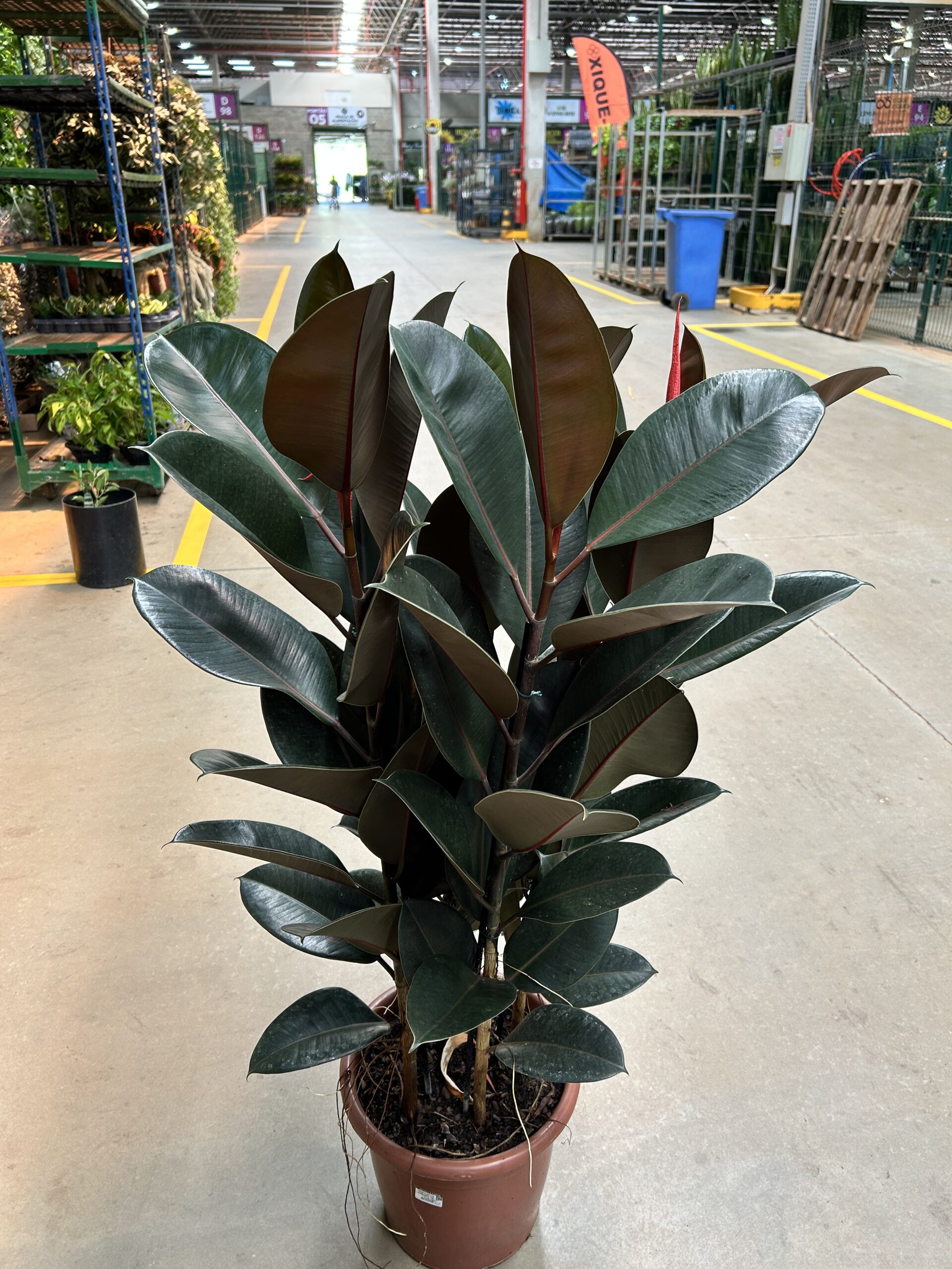 Ficus Elastica Burgundy 4H P30