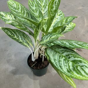 Aglaonema Brilliant Beauty P17
