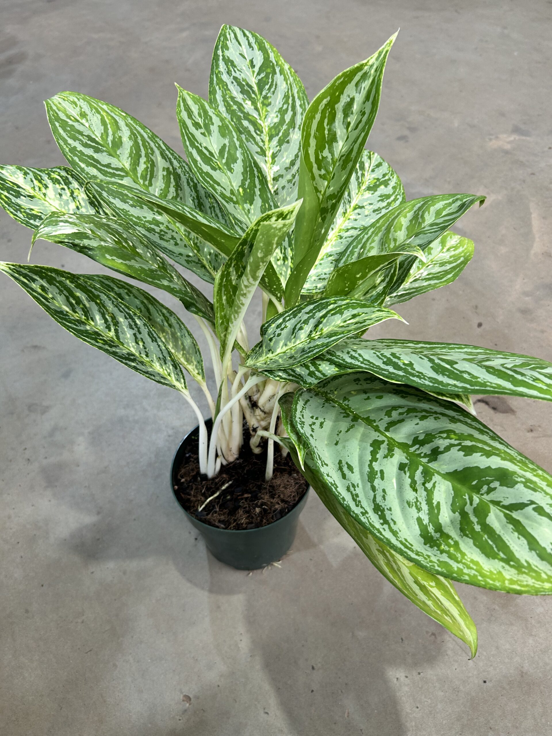 Aglaonema Brilliant Beauty P17