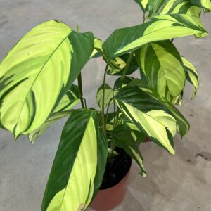 Calathea Golden Mosaic P17