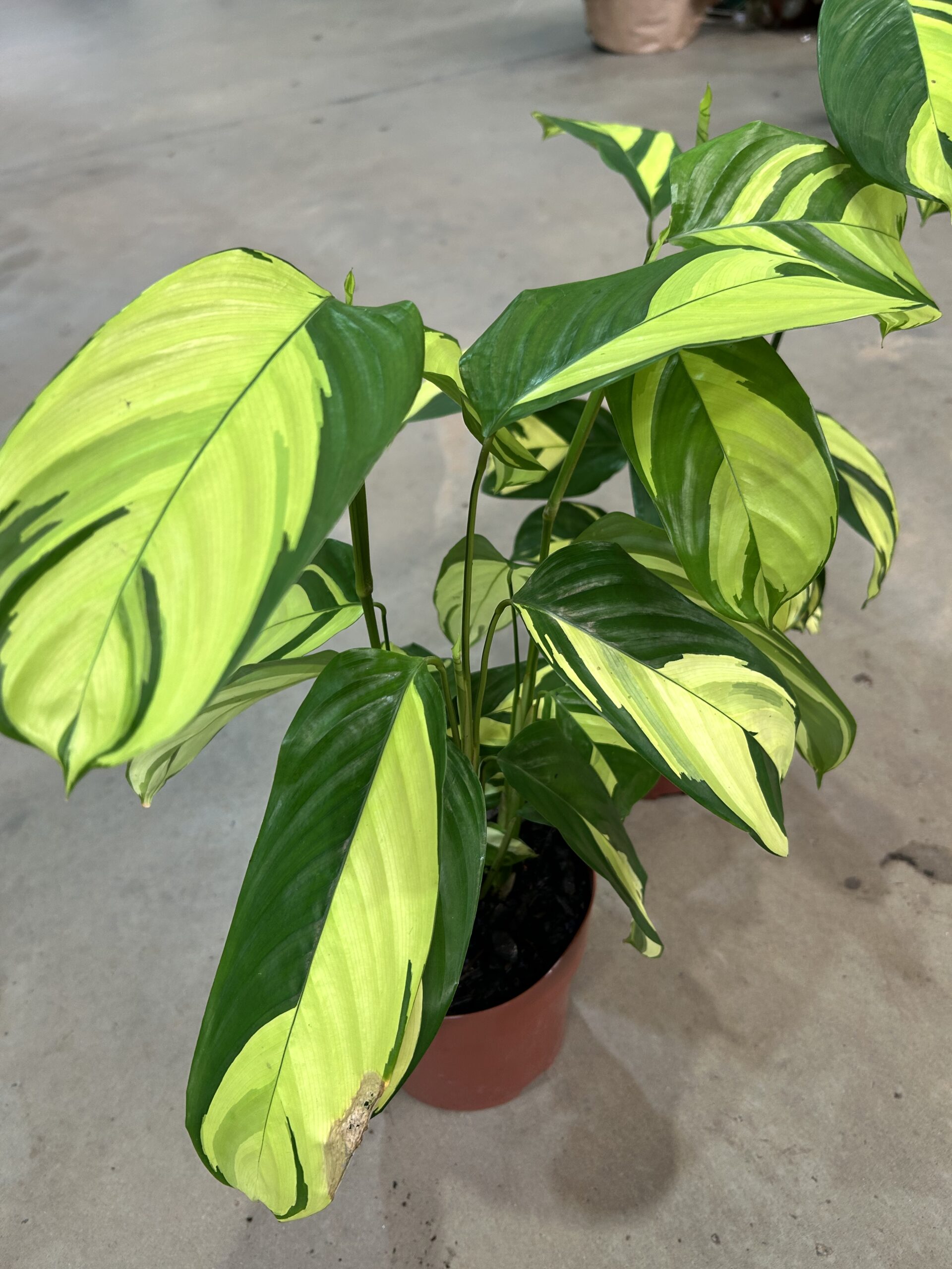 Calathea Golden Mosaic P17