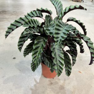 Calathea Velvet Glory P17