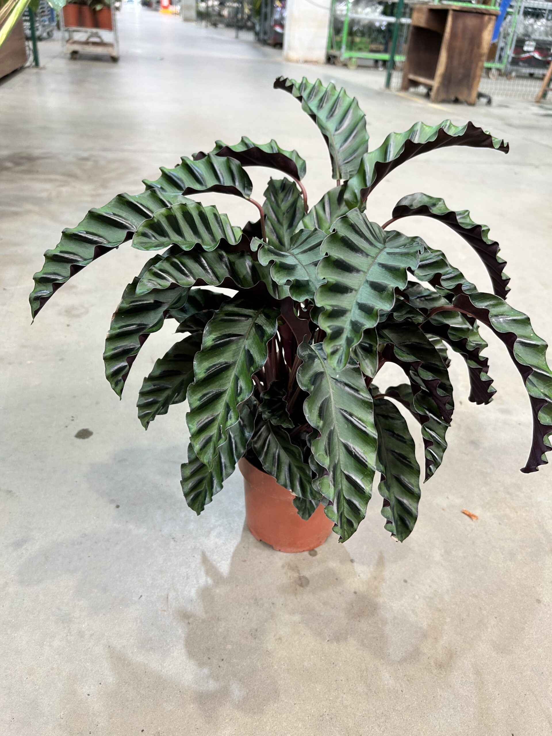 Calathea Velvet Glory P17