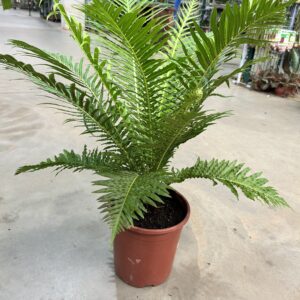 Samambaia Silver Lady P24
