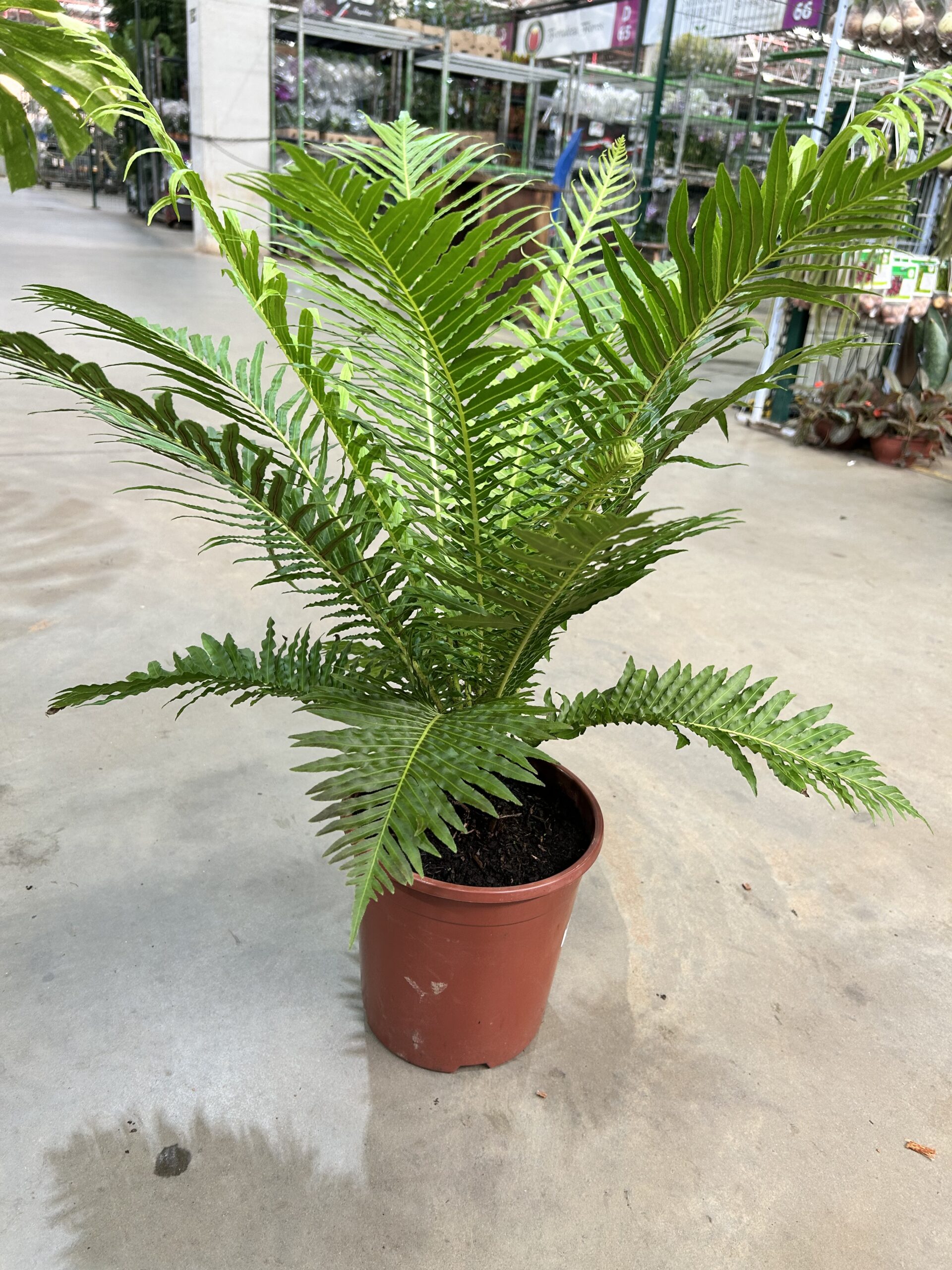 Samambaia Silver Lady P24