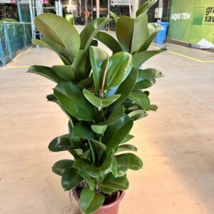 Ficus Elastica Cloe P30 4H
