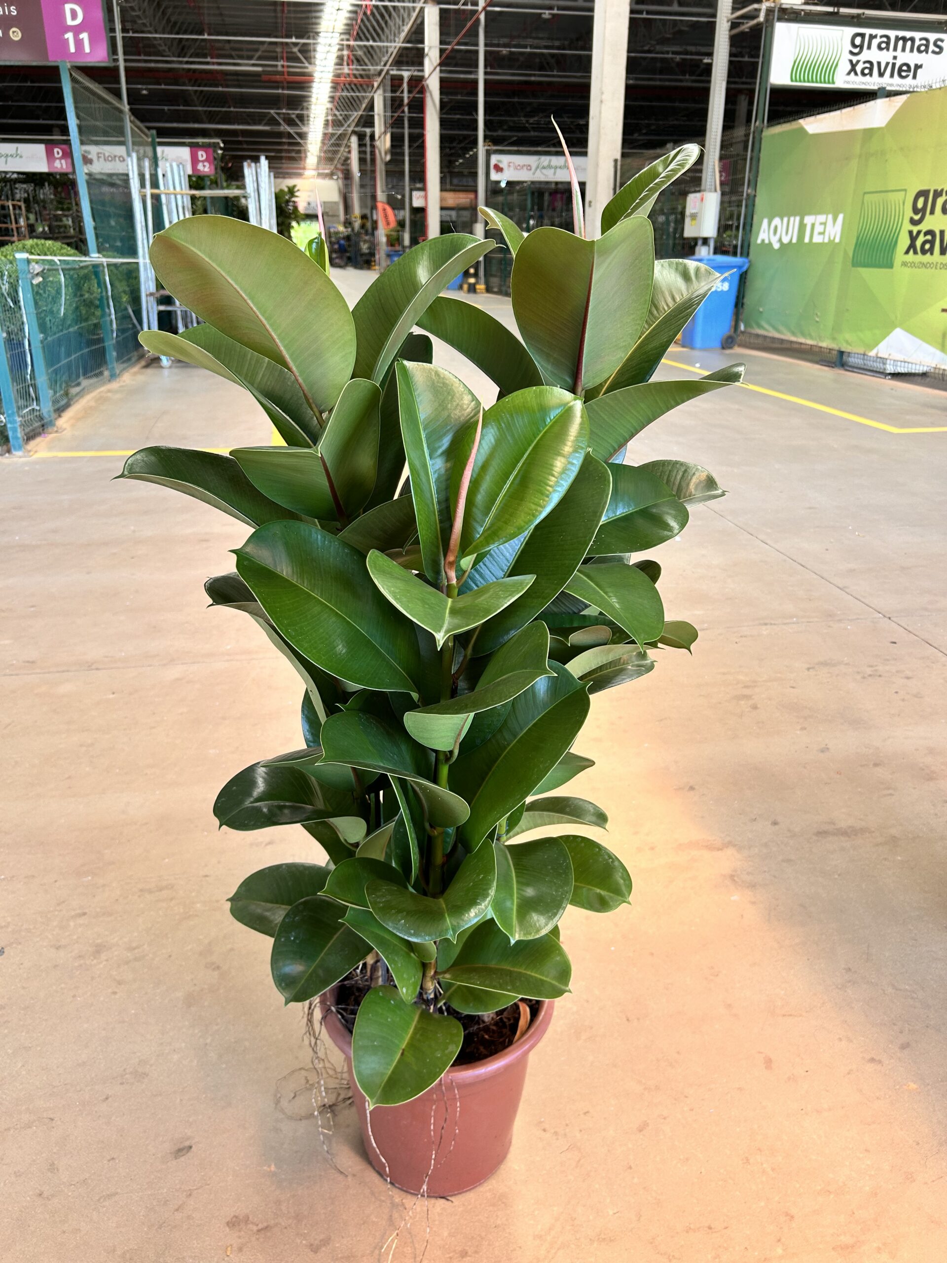 Ficus Elastica Cloe P30 4H