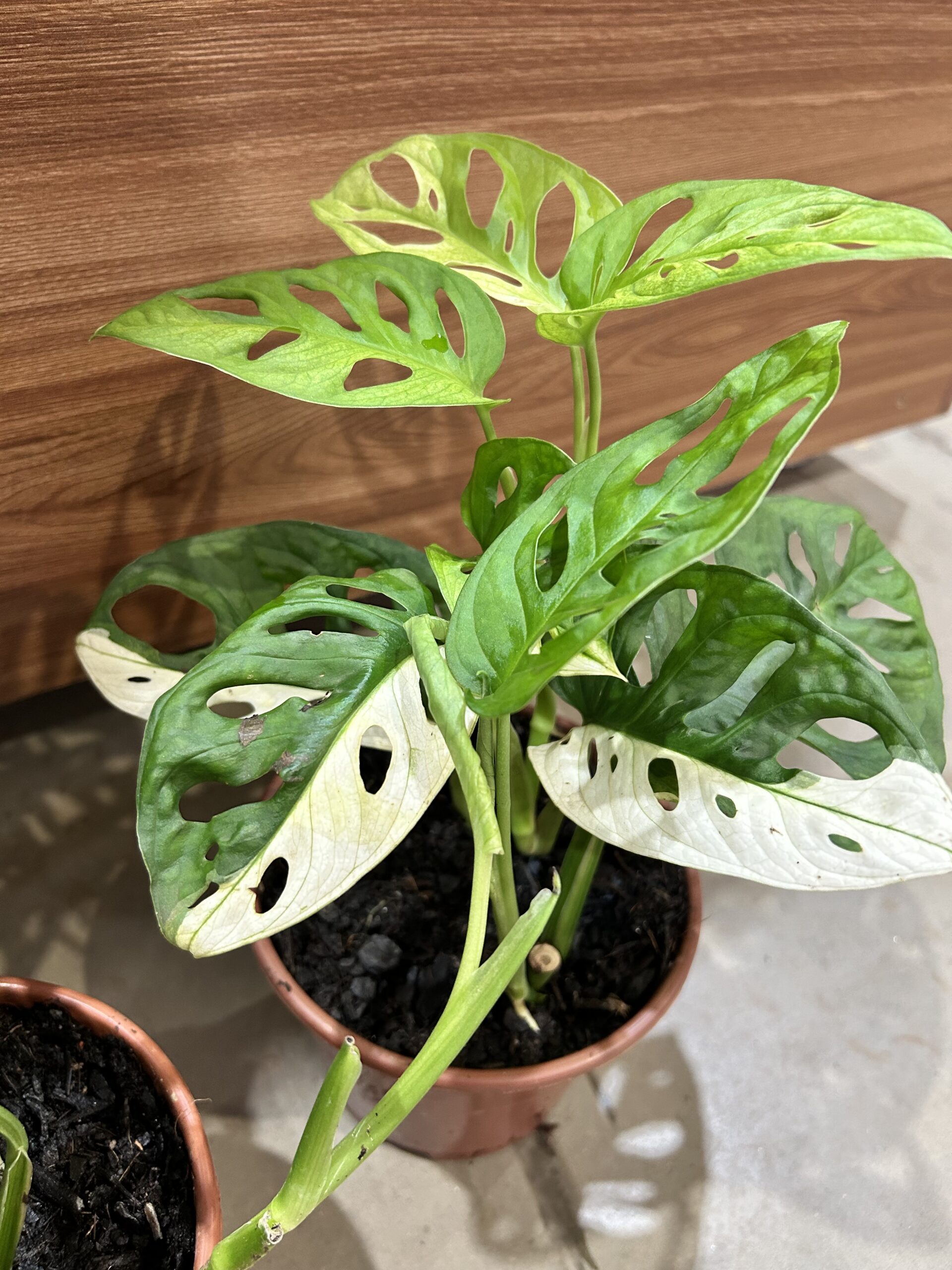 Monstera Obliqua Adansonii VARIEGATA P15