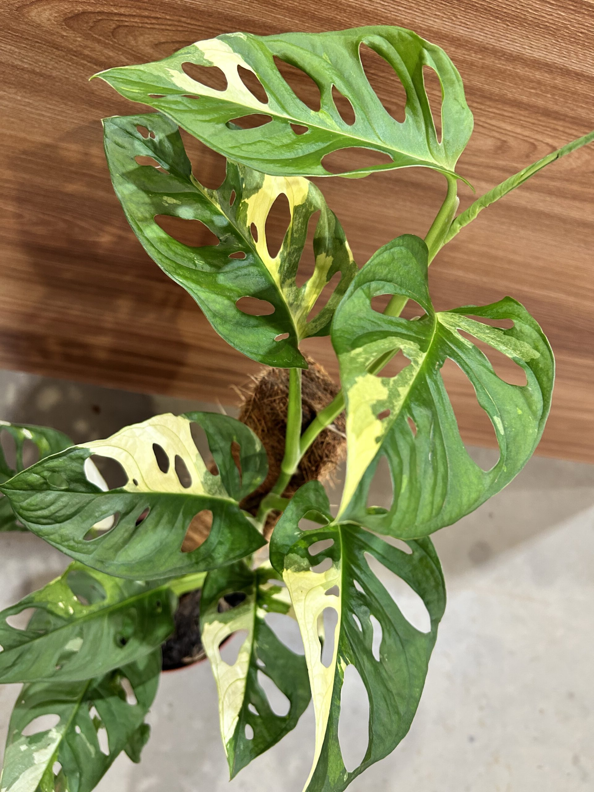Monstera Obliqua Adansonii VARIEGATA P17