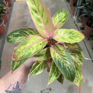 Aglaonema Salmon Fantasy P12