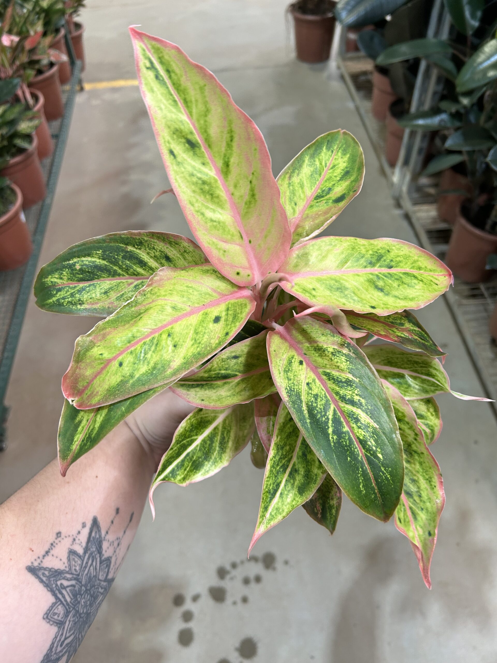 Aglaonema Salmon Fantasy P12