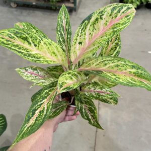 Aglaonema Cocomelon P12