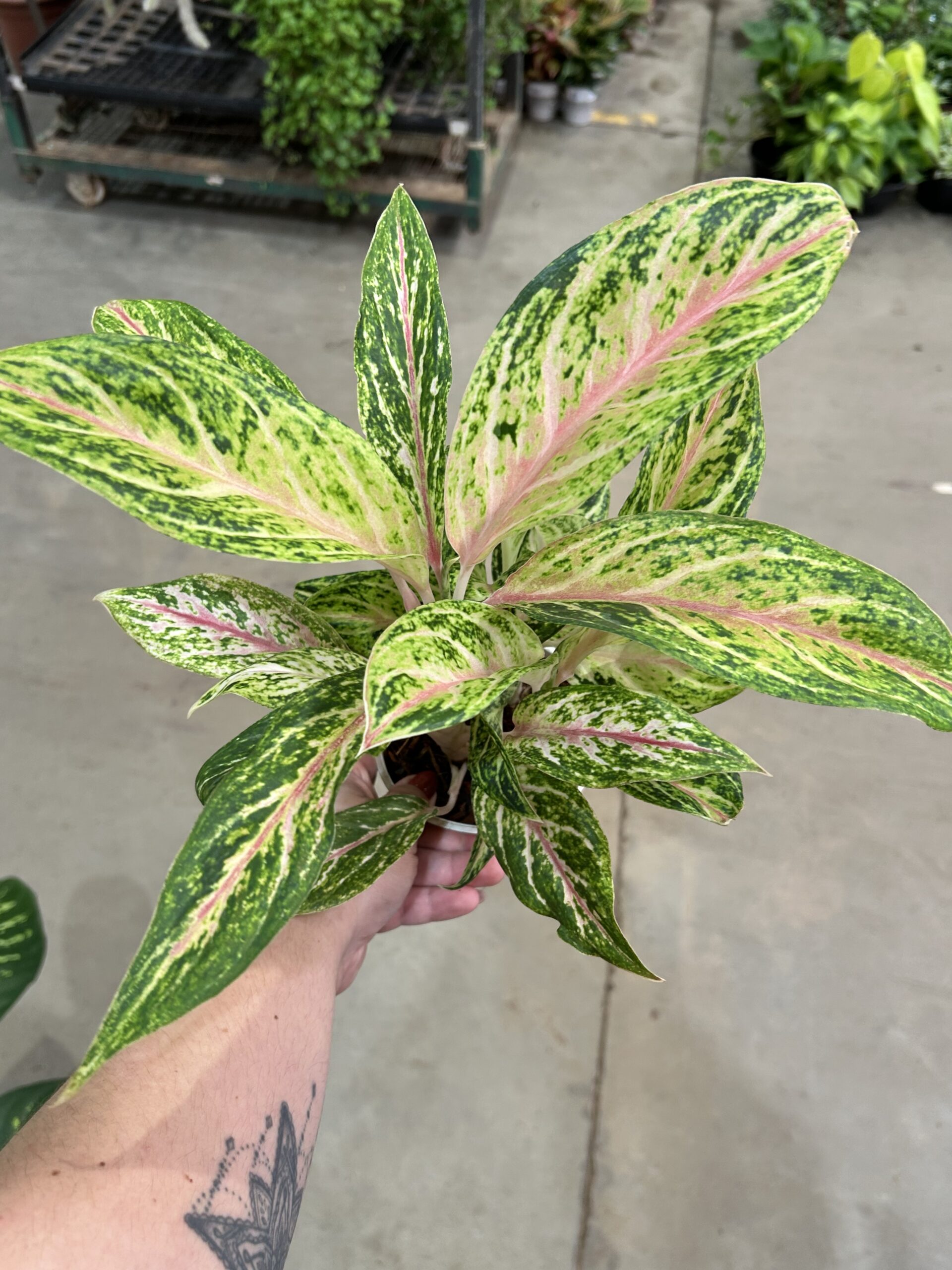 Aglaonema Cocomelon P12