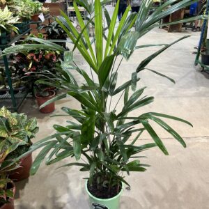 Palmeira Raphis P24