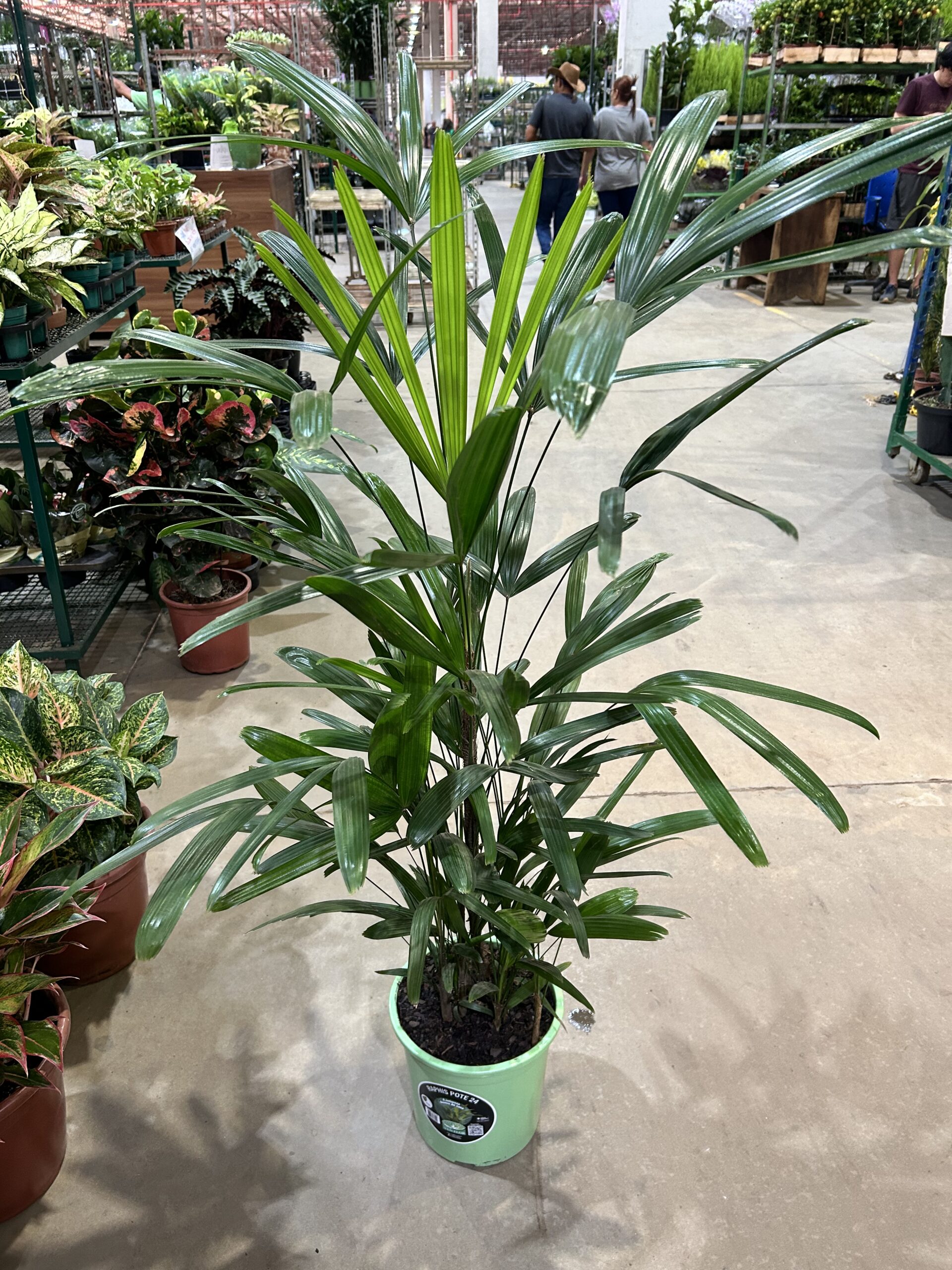 Palmeira Raphis P24